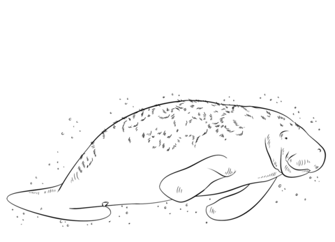 Florida Manatee Coloring Page